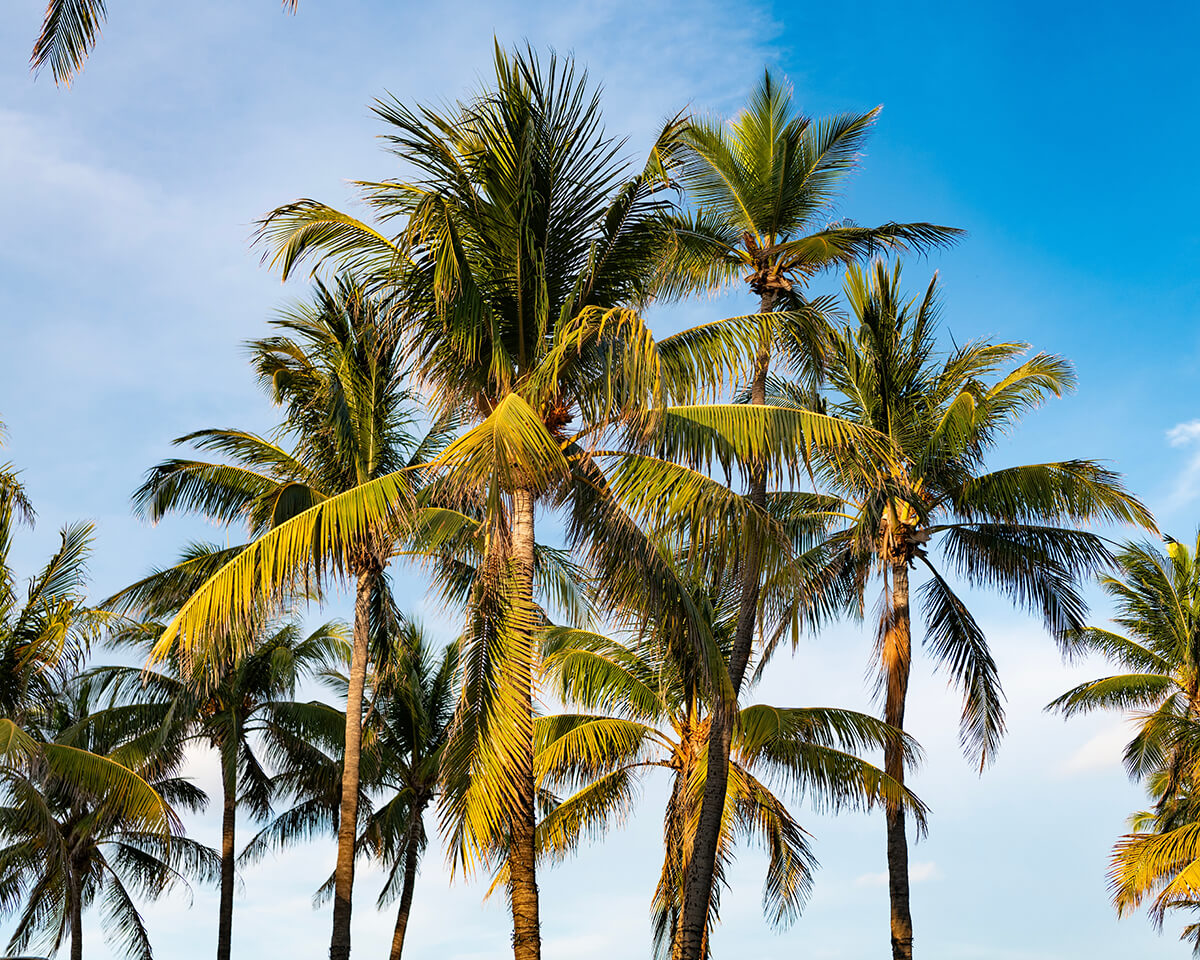 Palm trees and sky